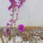 Richmond Greece *