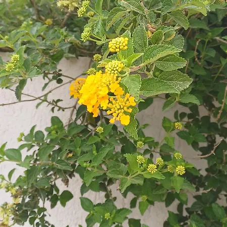 Villa Richmond Greece Poros (Kefalonia)