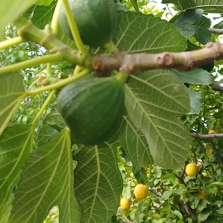 Villa Richmond Greece