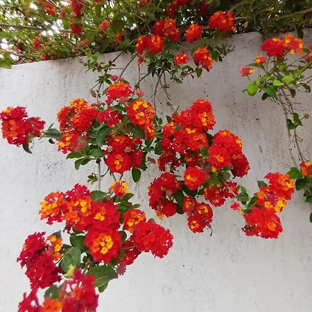 فيلة Richmond Greece بوروس