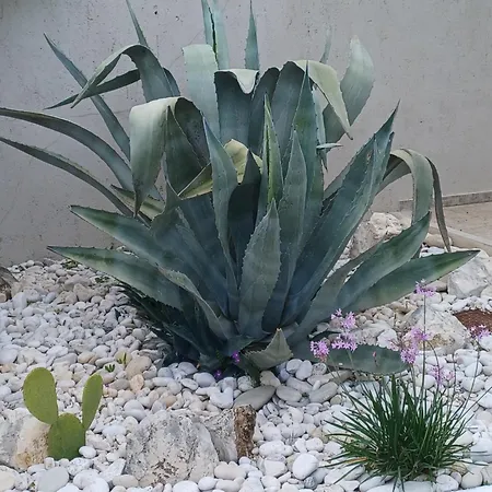 Richmond Greece بوروس